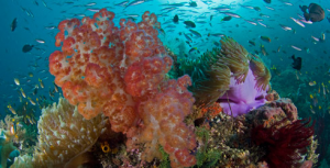 Coral Reef Photo: Jeff Yonover, Raja Rampat